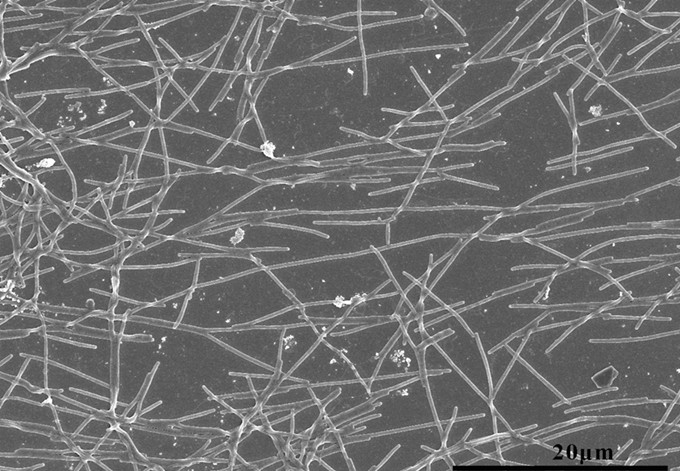我院張翼飛研究團(tuán)隊(duì)發(fā)現(xiàn)并命名人口腔來(lái)源二氧化碳噬纖維屬新菌種