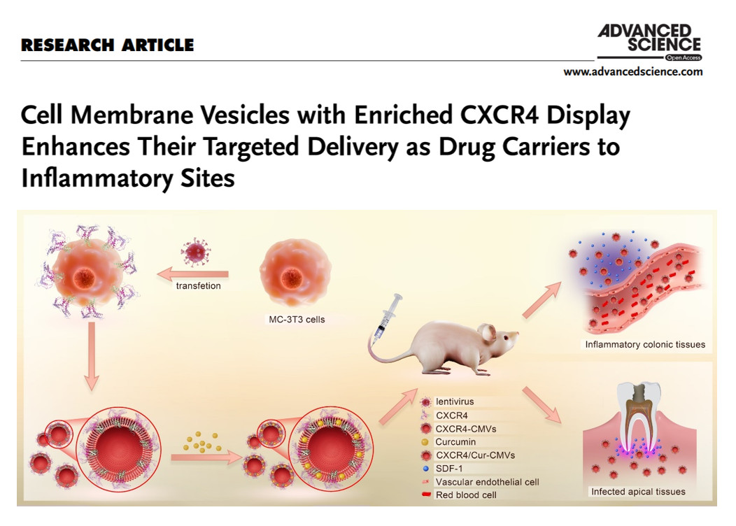 我院夏斌、鄧旭亮研究團(tuán)隊(duì)發(fā)表炎癥靶向基因工程細(xì)胞微囊泡研究成果