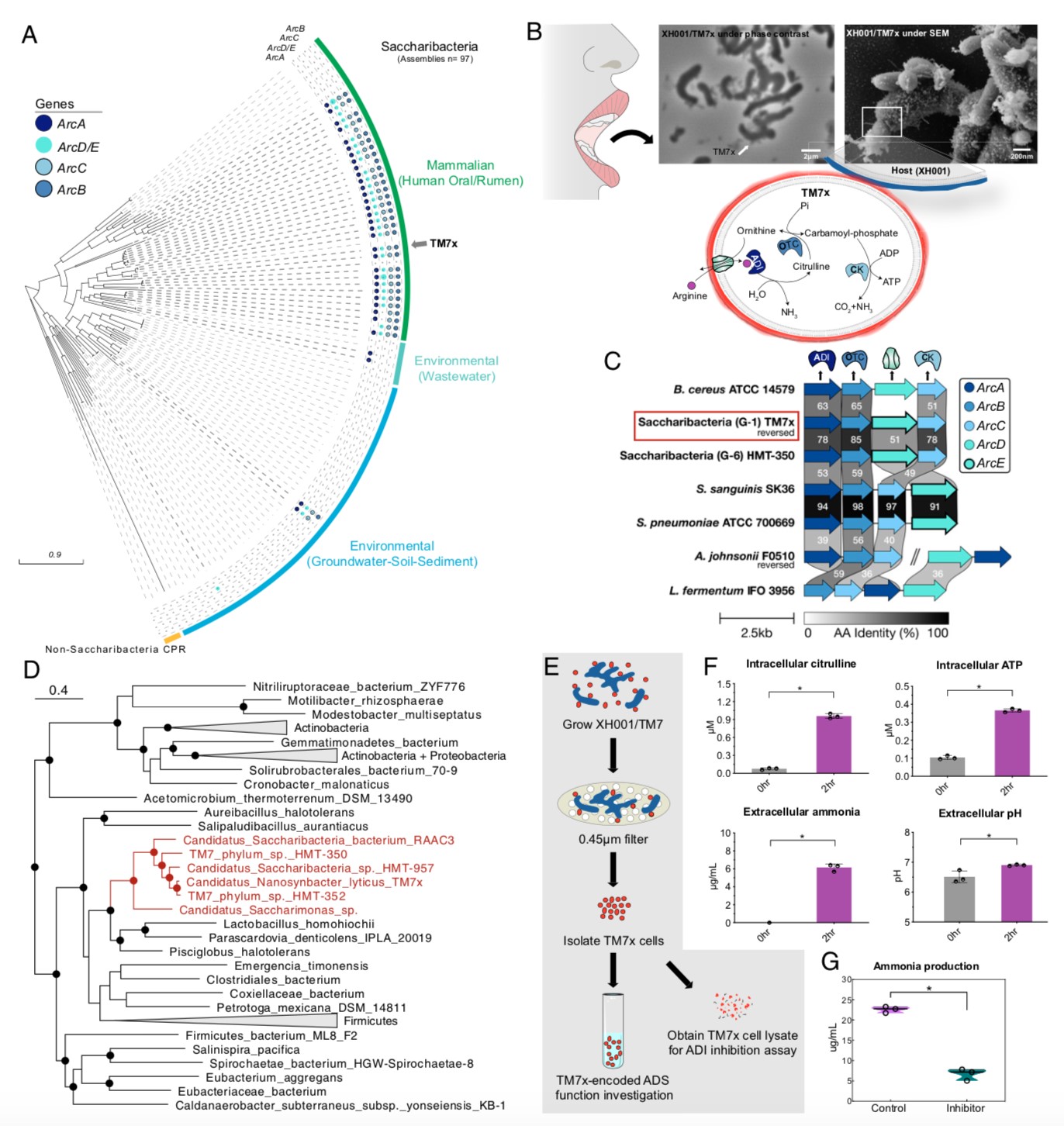 我院秦滿教授團(tuán)隊(duì)成員發(fā)表超小細(xì)菌定植于人類口腔研究成果