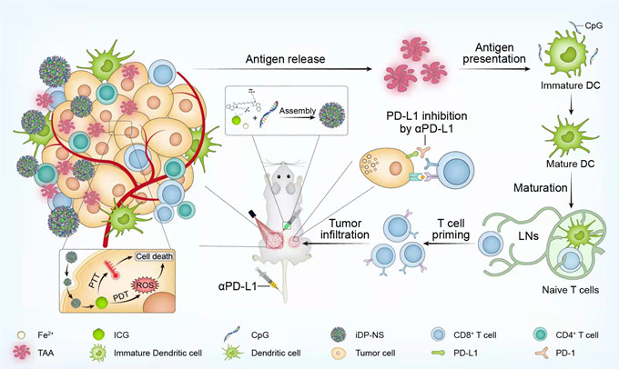 北大口腔王宇光團(tuán)隊(duì)研究發(fā)現(xiàn)一種新型無(wú)載體的抗腫瘤納米疫苗增強(qiáng)癌癥免疫療效